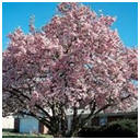 Nursery Trees