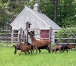 Small Goat Barn