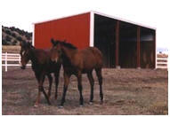 Run In or Loafing Shed for Horses