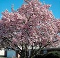 Decorative Flowering Landscape Tree