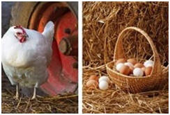 Country Living and Homesteading Plans at BackroadHome.net